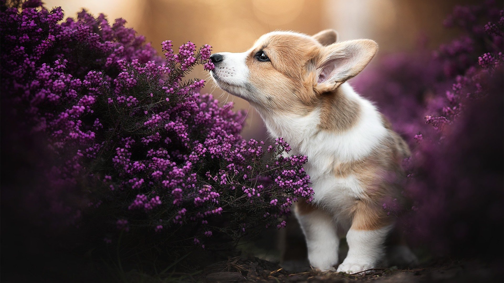 开云体育在线-中国女篮逐步建立核心阵容 教练战术意图明确,中国女篮教练员是谁