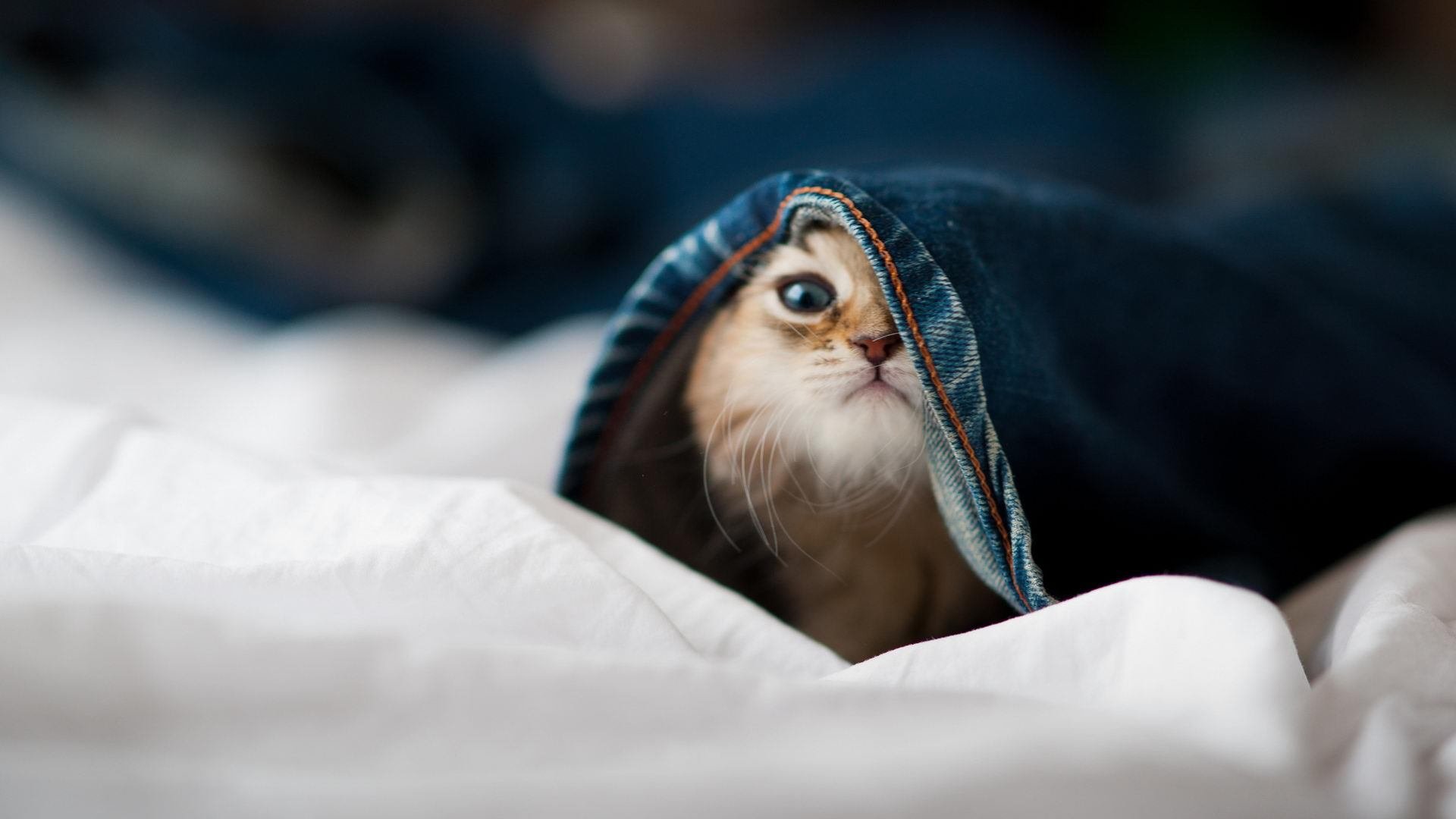 开云ky官网-体育新闻中心推动基层体育数字内容生态体系建设,体育信息化建设