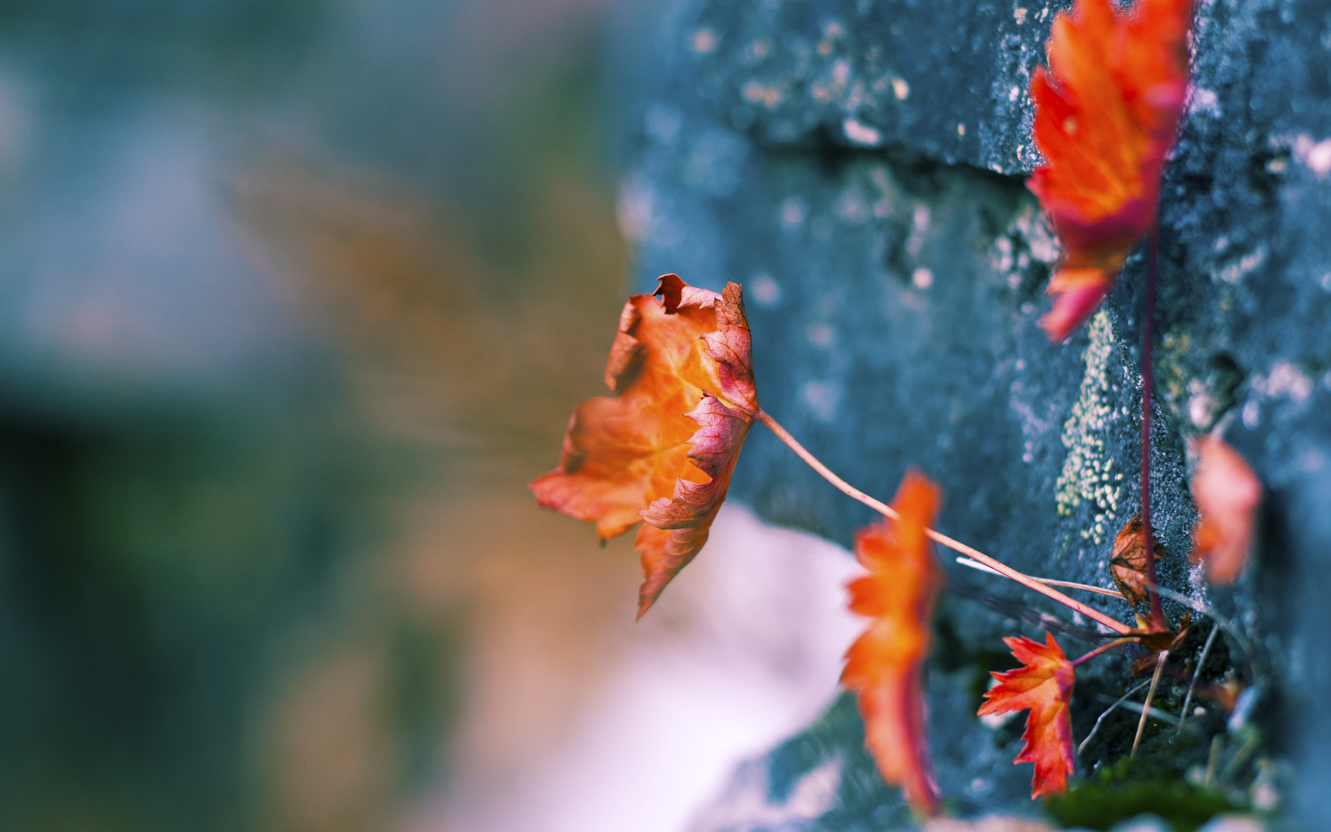 开云体育平台-职业联赛球迷参与度为何难提升,职业联赛球迷参与度为何难提升呢
