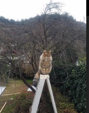 开云体育入口-自由搏击联盟推广女子赛事促进性别平等,自由搏击联盟叫什么
