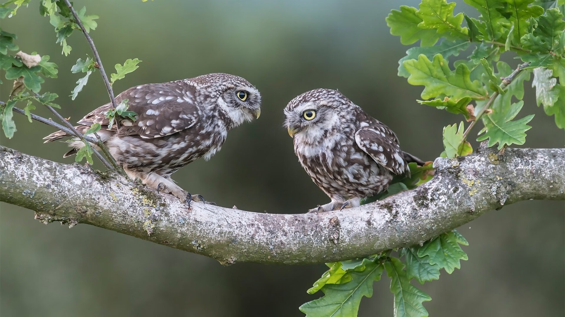 开云体育官网-中国足球联赛扩展多语言多平台赛事直播覆盖,足球赛事 中国